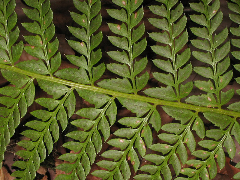 Изображение особи Polystichum aculeatum.