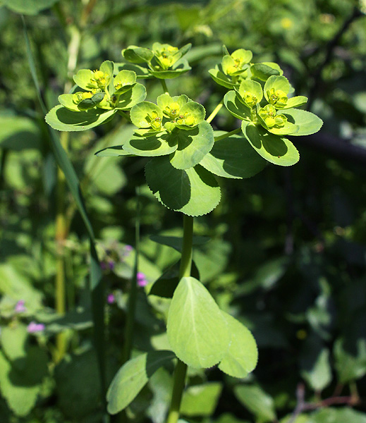 Изображение особи Euphorbia helioscopia.