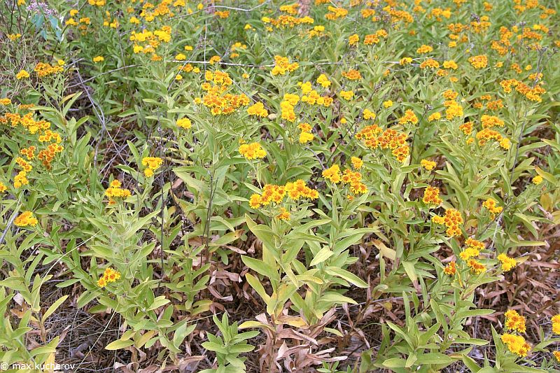 Image of Inula germanica specimen.