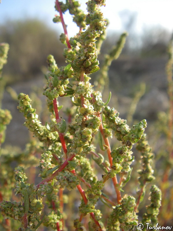 Image of Bassia prostrata specimen.