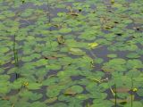 Nuphar pumila