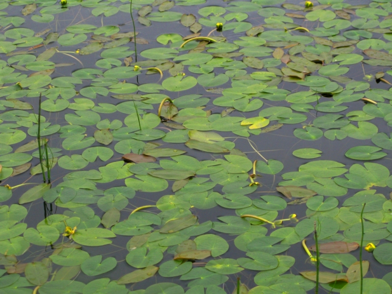 Изображение особи Nuphar pumila.