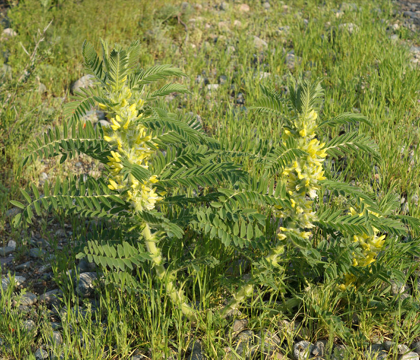 Изображение особи Astragalus sieversianus.