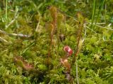 Drosera &times; obovata