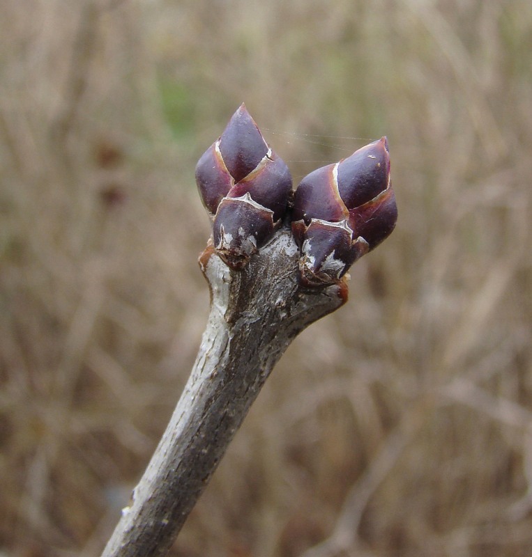 Изображение особи Syringa vulgaris.