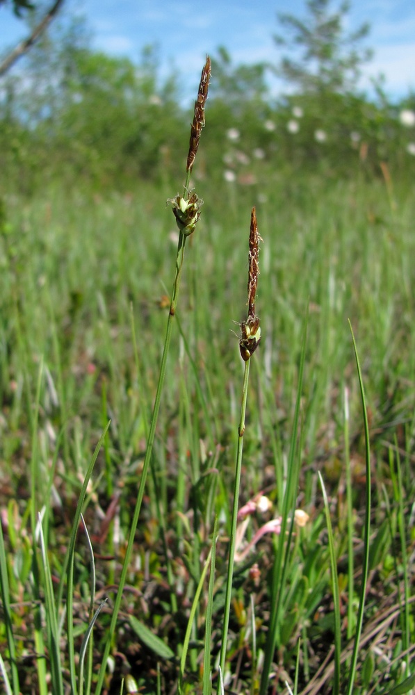 Image of Carex limosa specimen.