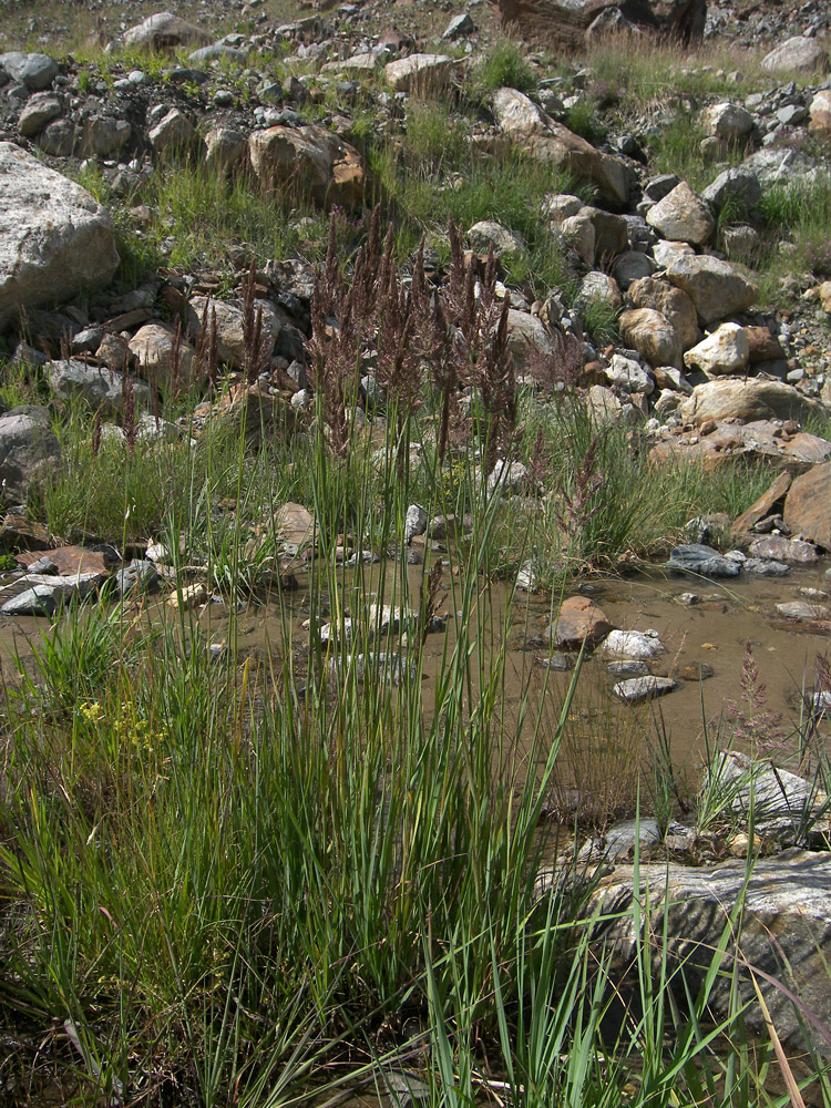 Изображение особи Calamagrostis balkharica.