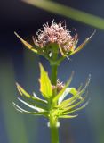 Valeriana sambucifolia. Верхушка расцветающего растения (видно опушение листьев и узлов стебля). Мурманская обл., Кольский р-н, пос. Мурмаши, берег руч. Кротовый. 09.07.2015.