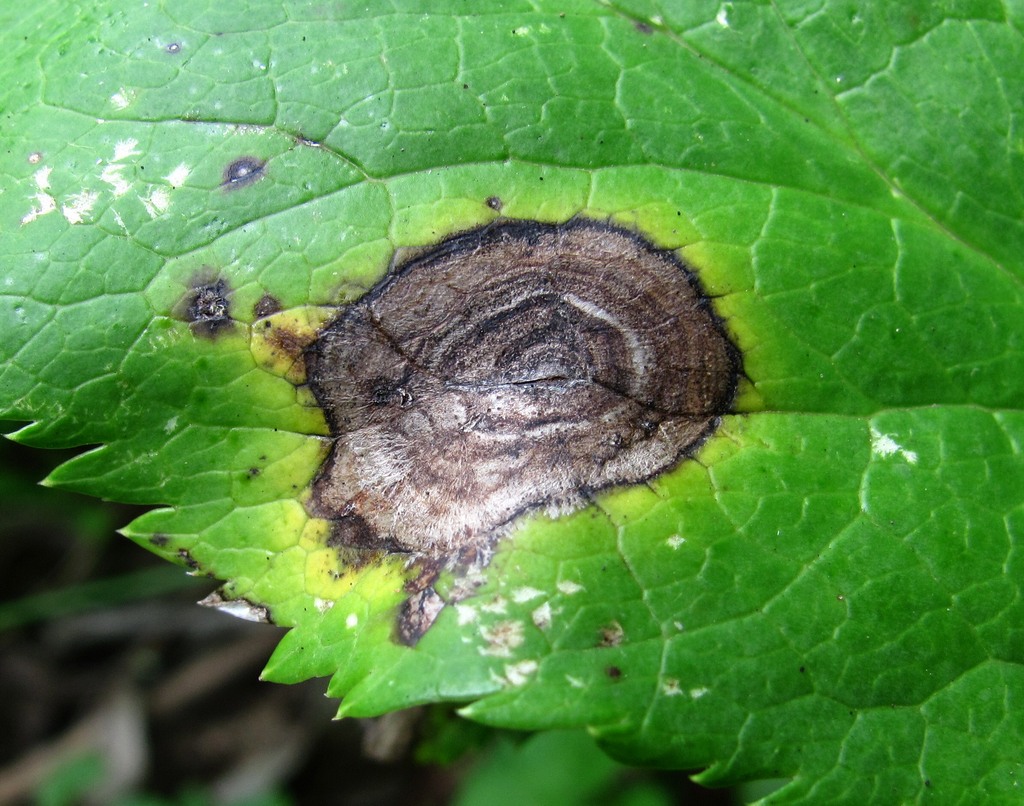 Image of Helleborus caucasicus specimen.