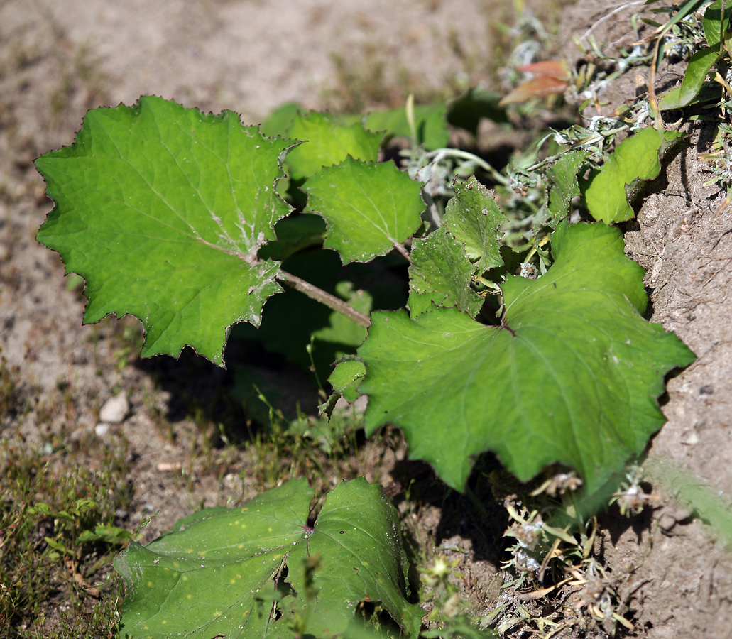 Изображение особи Tussilago farfara.