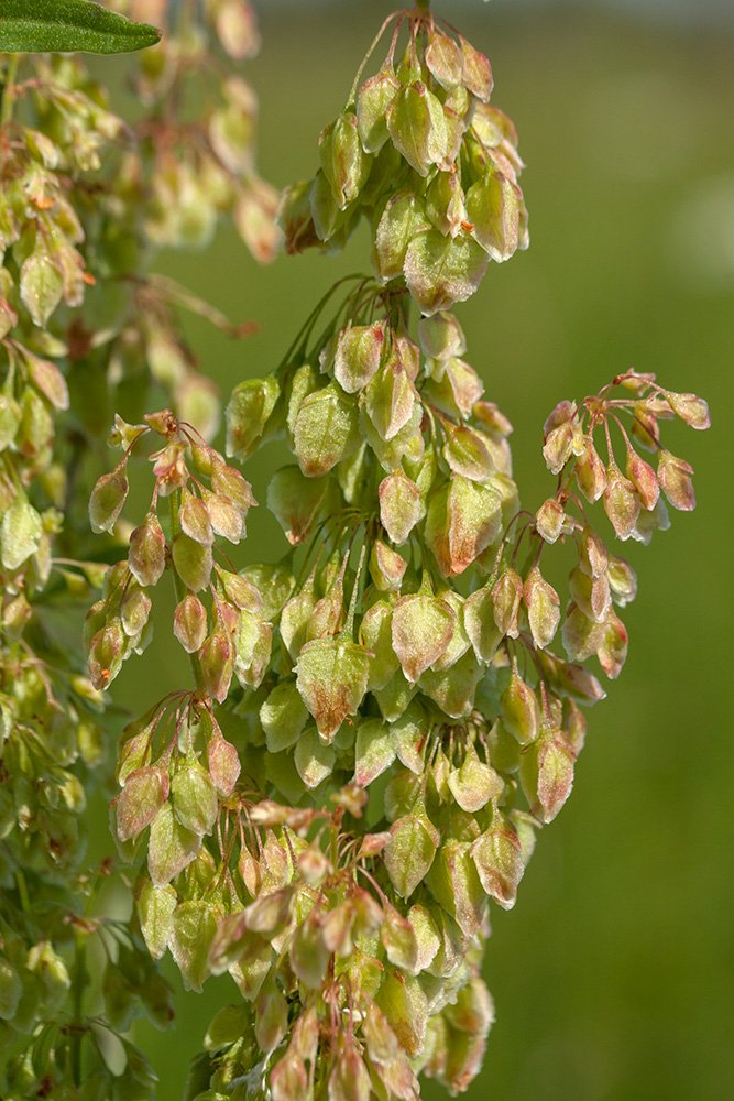 Image of Rumex aquaticus specimen.