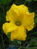 Cucurbita pepo. Мужской (тычиночный) цветок. Окр. Томска, свалка. 25.08.2009.
