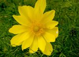 Adonis vernalis