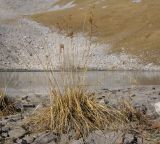 Deschampsia cespitosa. Плодоносящее растение. Кавказский биосферный заповедник, юго-восточный отрог Оштена, высокогорное плато, выс. ≈ 2300 м н.у.м., на берегу карового озера Оштен-Восточное. 31.10.2015.