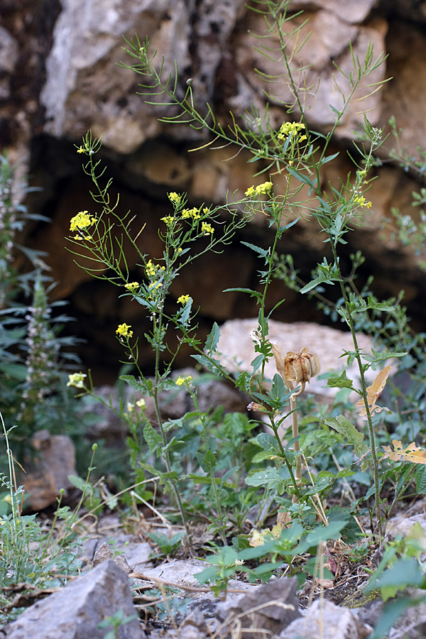 Image of Sisymbrium loeselii specimen.