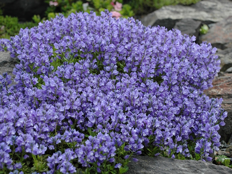 Image of Polygala calcarea specimen.