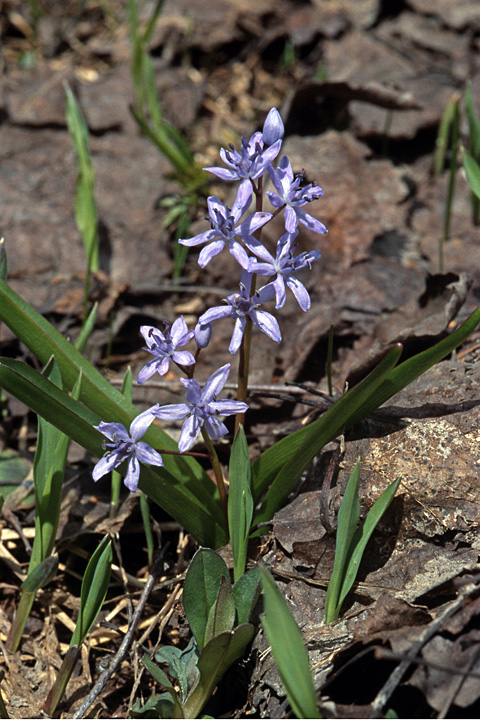 Изображение особи Scilla bifolia.