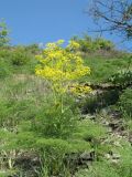 Ferula tenuisecta