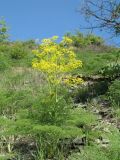Ferula tenuisecta. Цветущее растение среди вегетирующих особей. Южный Казахстан, Сырдарьинский Каратау, ущ. Беркара, склон юго-вост. экспозиции, выс 650 м н.у.м. 1 мая 2011 г.