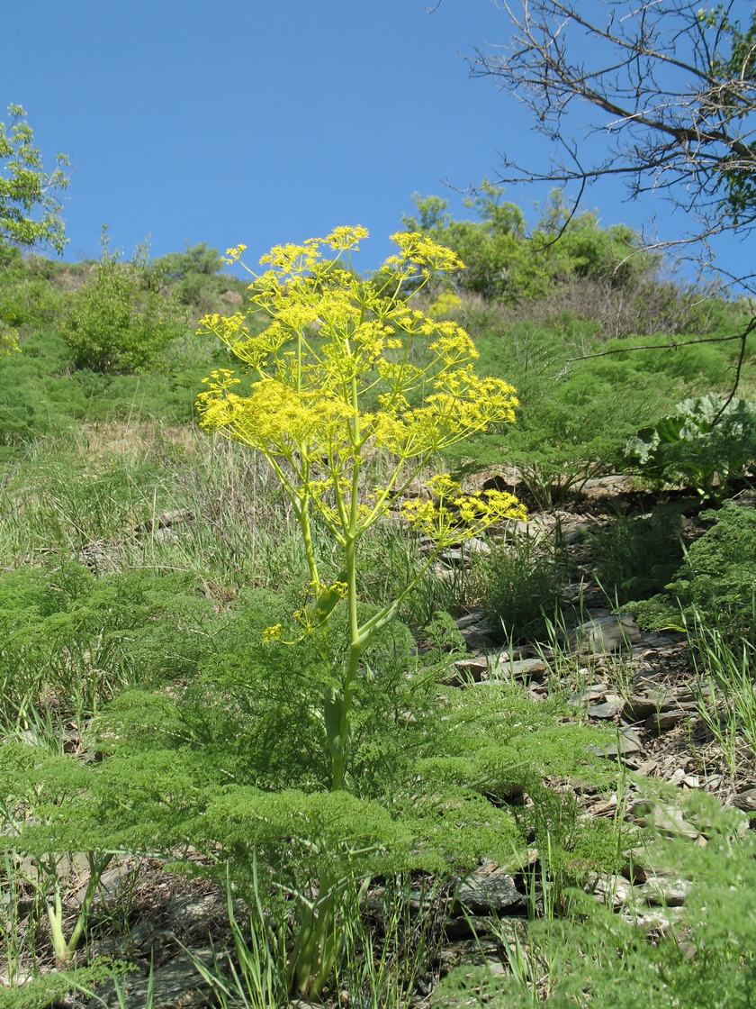 Изображение особи Ferula tenuisecta.