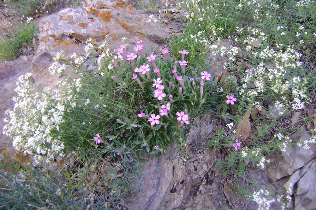 Image of Silene depressa specimen.