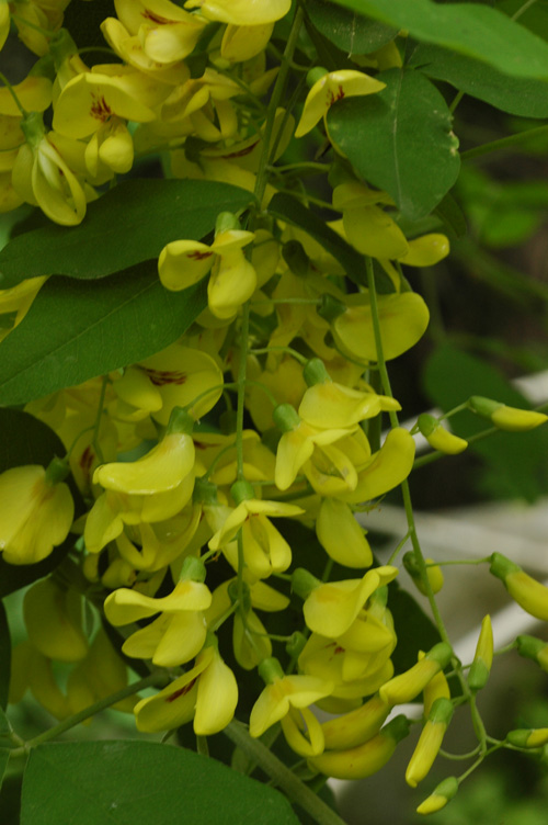 Изображение особи Laburnum anagyroides.