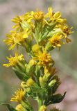 Solidago virgaurea подвид dahurica. Верхушка побега с соцветиями. Узбекистан, Ташкентская обл., зап. отроги Чаткальского хр., гора Бол. Чимган, ущ. Аксая. 25.07.2015.