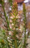 Clementsia semenovii