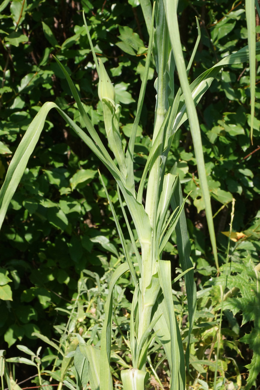 Изображение особи Tragopogon orientalis.