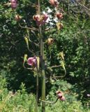 Lilium pilosiusculum