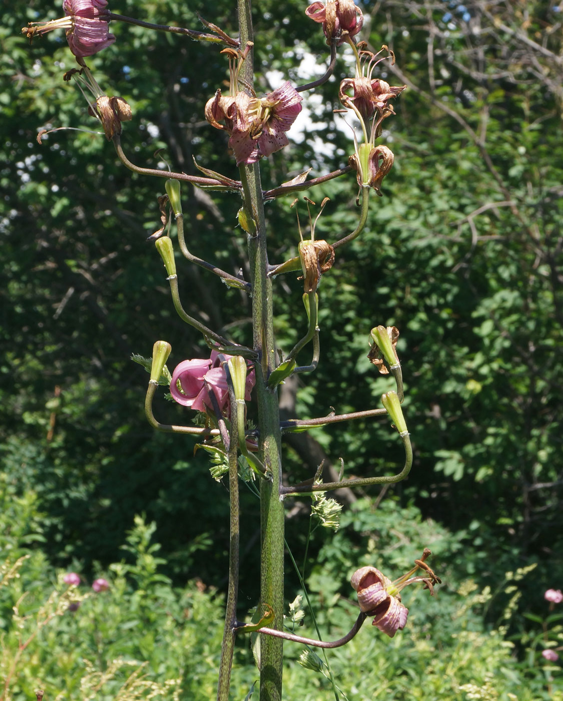 Image of Lilium pilosiusculum specimen.
