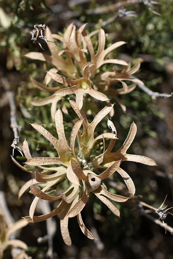 Image of Lagochilus occultiflorus specimen.