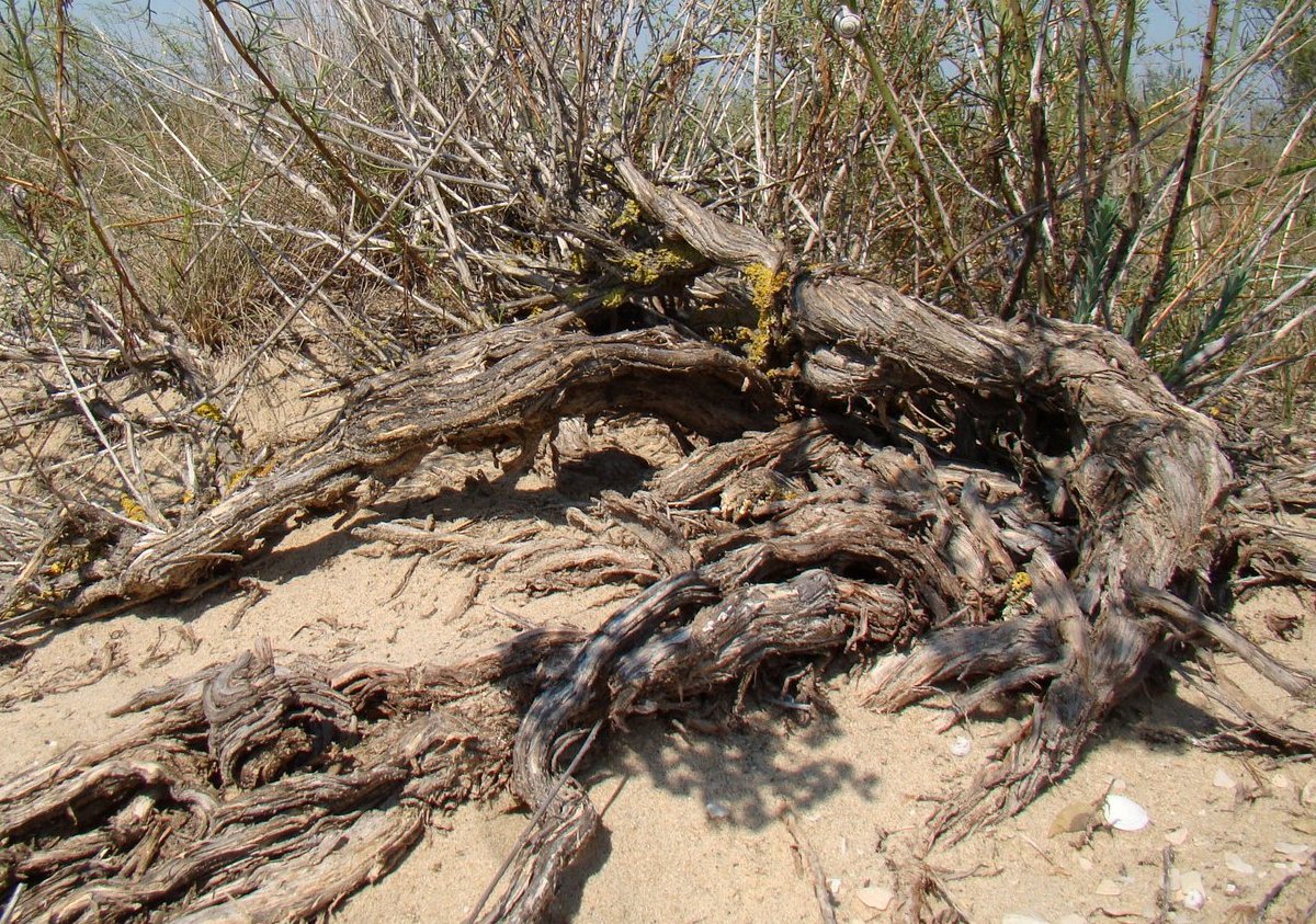 Image of Artemisia arenaria specimen.