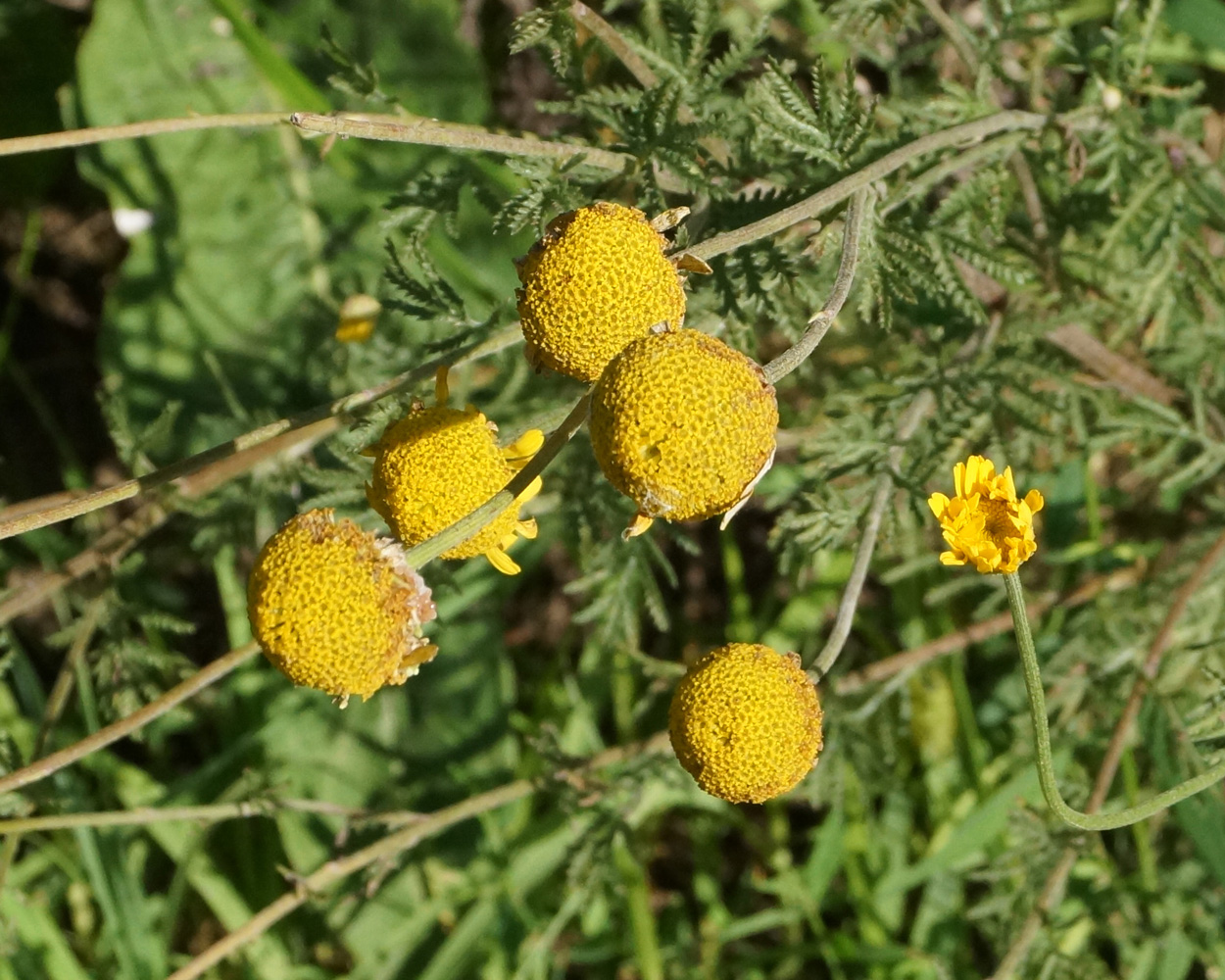 Изображение особи Anthemis tinctoria.