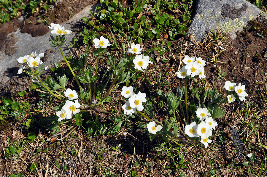 Изображение особи Anemonastrum sibiricum.