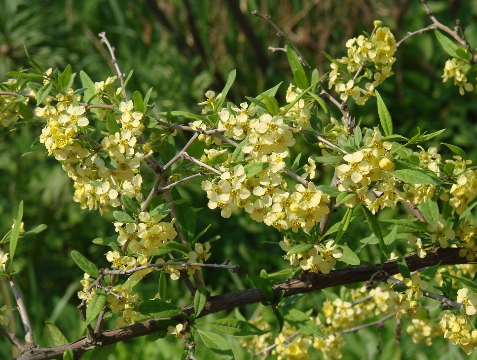 Изображение особи Prinsepia sinensis.