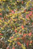Berberis julianae