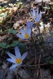 Crocus reticulatus. Цветущие растения. Донецк, лесополоса. 09.03.2016.