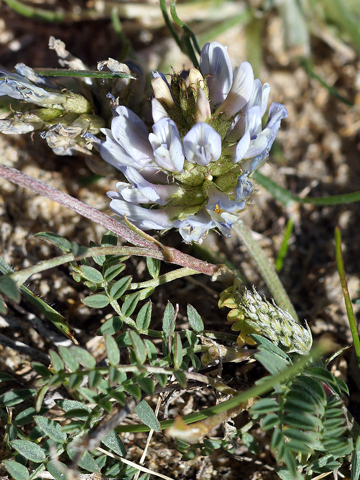 Изображение особи Astragalus austrosibiricus.