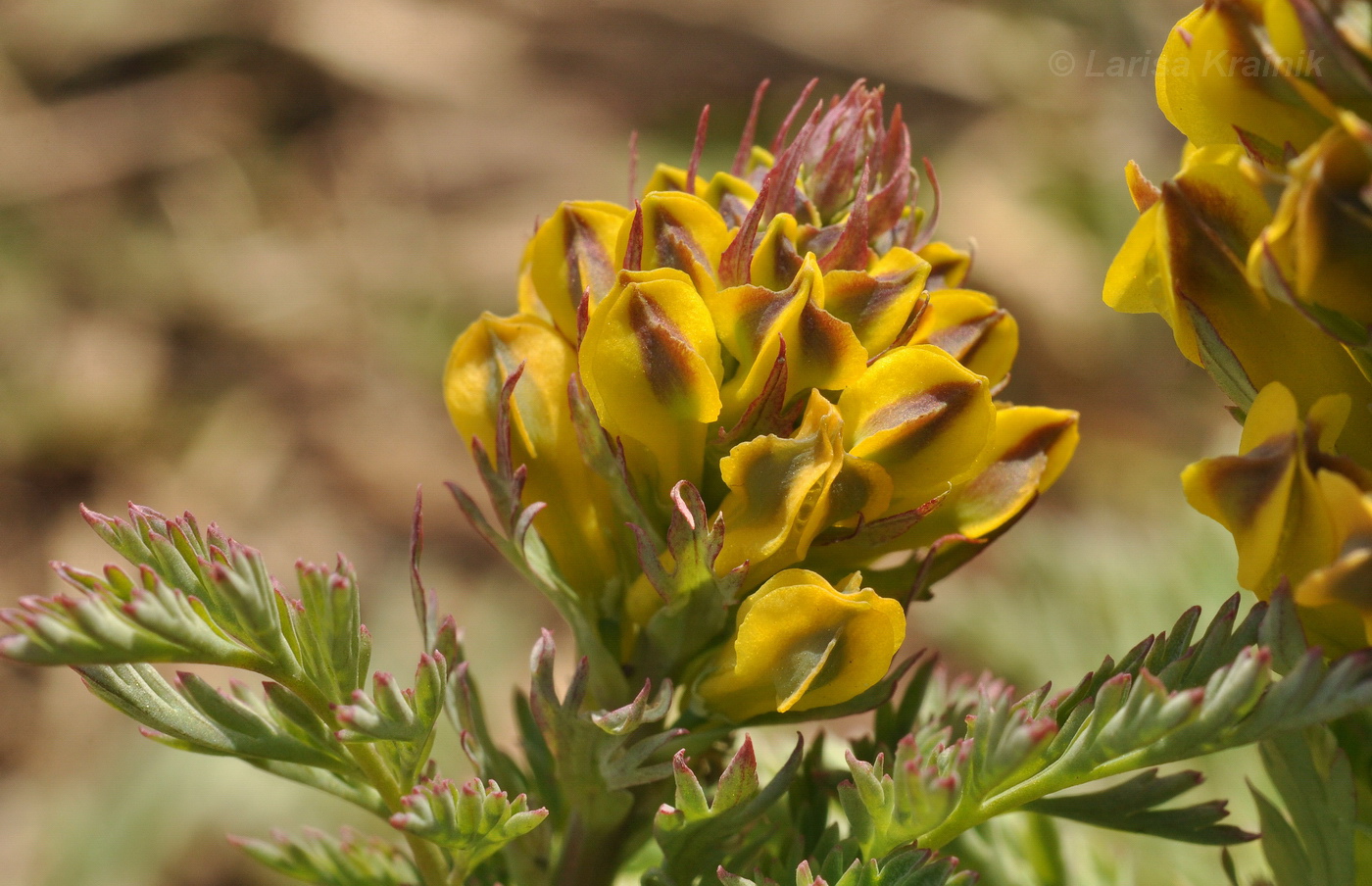 Изображение особи Corydalis speciosa.