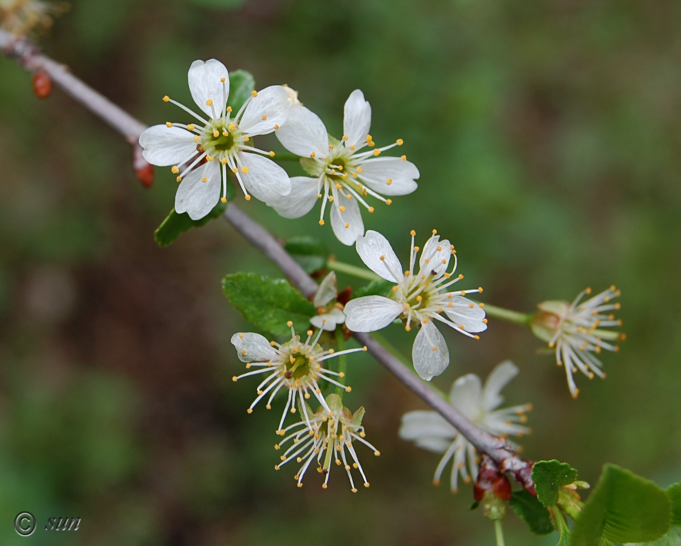 Изображение особи Prunus stepposa.