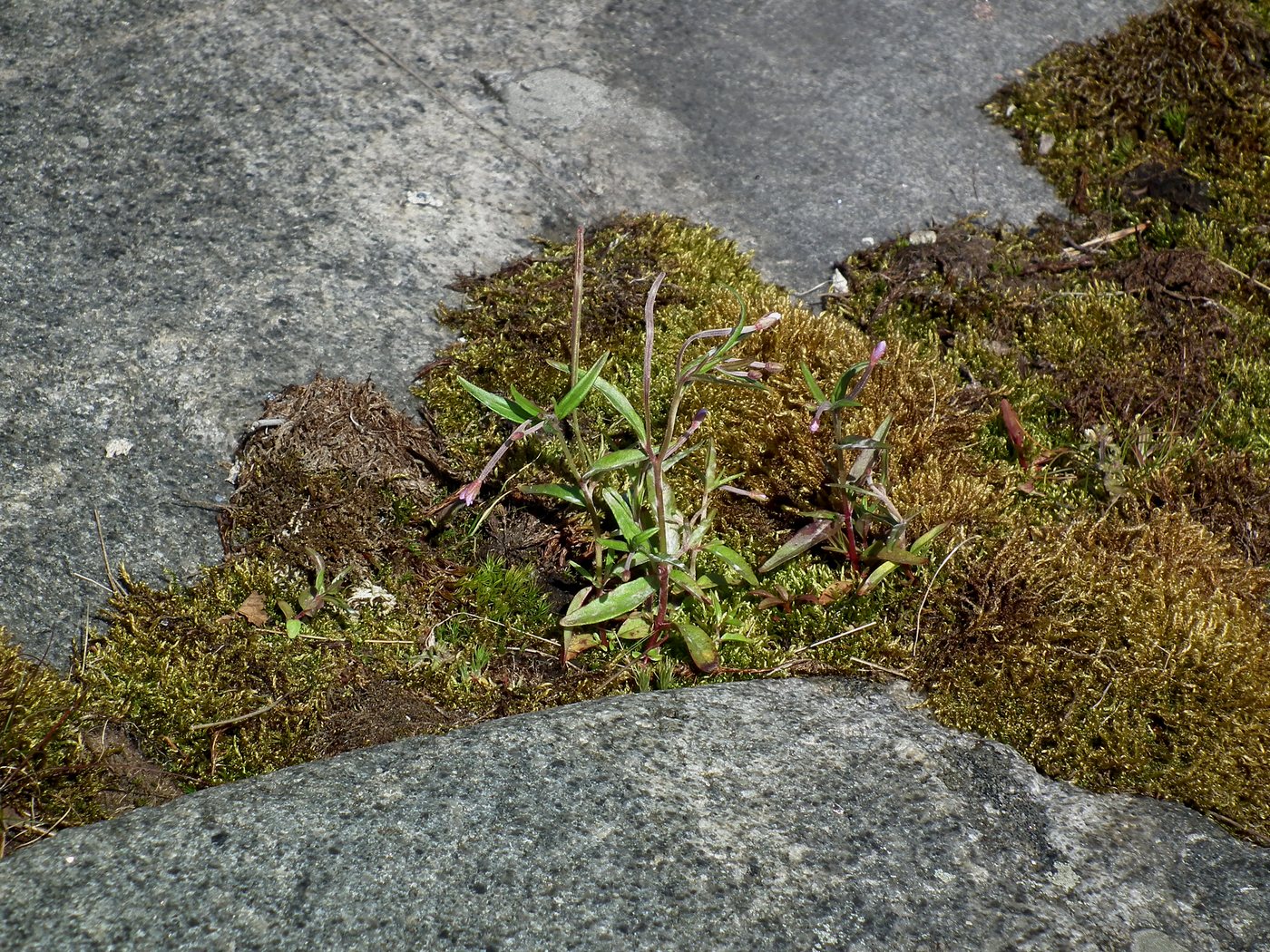 Image of Epilobium palustre specimen.