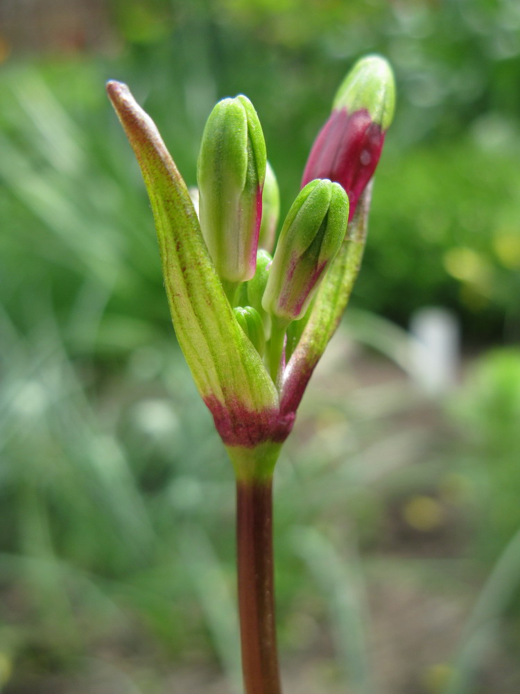 Изображение особи Dichelostemma ida-maia.