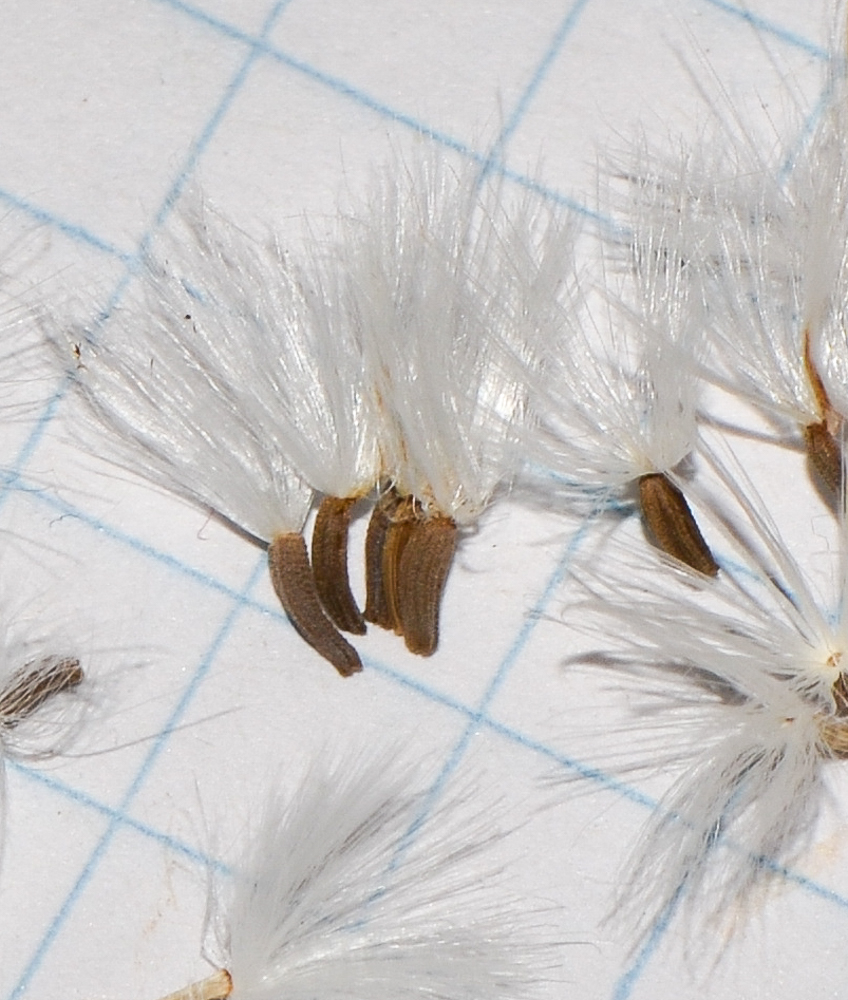 Image of Launaea arborescens specimen.