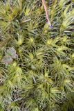 genus Dicranum