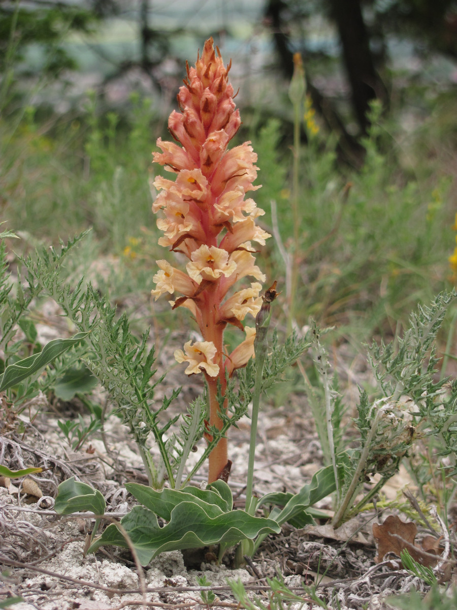 Изображение особи Orobanche centaurina.