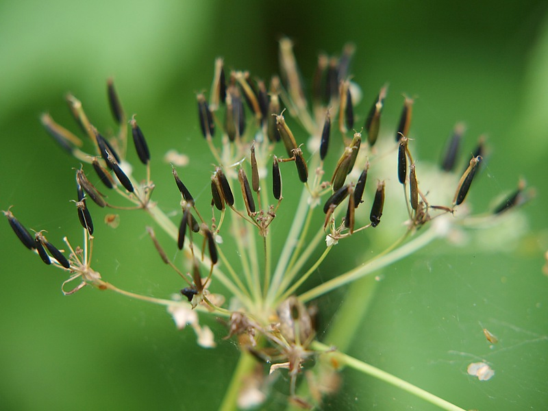 Image of Anthriscus sylvestris specimen.