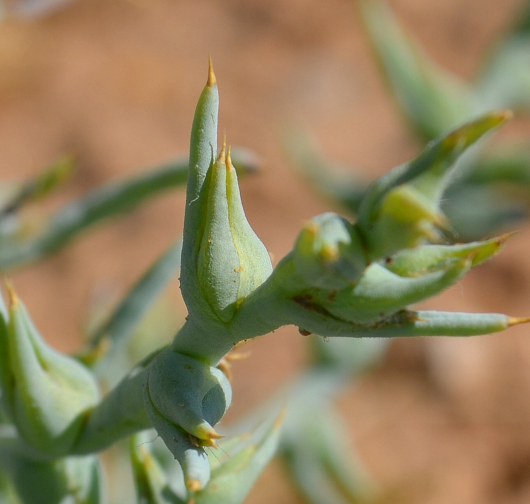 Image of Halimocnemis sclerosperma specimen.