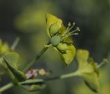 Euphorbia virgata