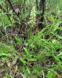 Pseudorchis albida. Цветущее растение. Коми, г. Печора, смешанный лес на окраине Печоры. 29.06.2016.